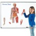 ภาพแม่เหล็ก ร่างกายมนุษย์จำลอง Learning Resources, Double-Sided Magnetic Human Body
