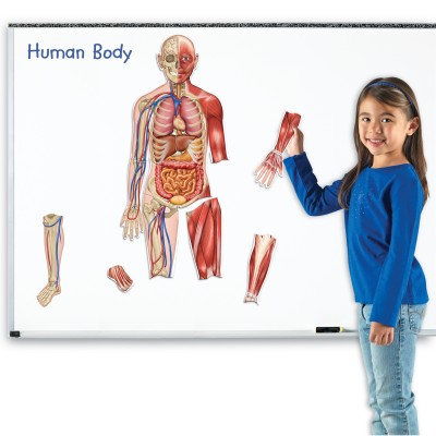 Learning Resources, Double-Sided Magnetic Human Body