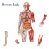 Learning Resources, Double-Sided Magnetic Human Body